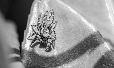 2. Close-up of a spider on a leaf capturing stunning details, perfect for nature photography enthusiasts. 1. Macro shot of a tiny spider on a leaf, showcasing intricate details of its body and legs in black and white for artistic effect.