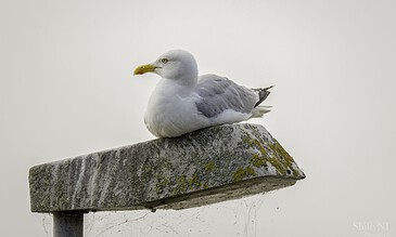 1. A seagull perched on a weathered concrete ledge, showcasing its white and gray feathers with a bright yellow beak, against a plain, overcast sky.