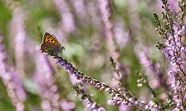 Vibrant butterfly perched on purple heather flowers in a lush garden setting, showcasing the beauty of nature and delicate wildlife moments.