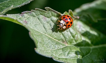1. Close-up of a red ladybug with black spots on a green leaf, showcasing detailed macro photography.