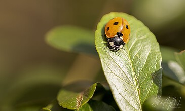 Ladybug on a green leaf in a natural setting, close-up macro shot.