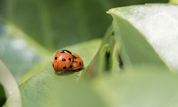 A close-up of two vibrant orange ladybugs with black spots on a green leaf, showcasing detailed macro photography of insects in nature.