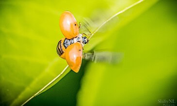 Bright orange ladybugs on a green leaf capturing a, close-up macro shot of ladybugs in nature.