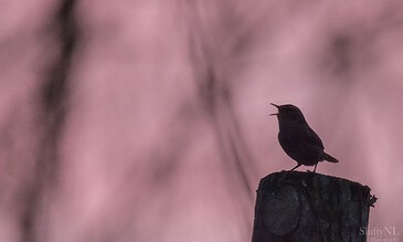A silhouetted bird singing at dusk with a pinkish-purple sky and blurred branches in the background, capturing a serene and captivating moment in nature.