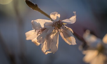 A delicate white flower illuminated by soft natural light, capturing intricate petal details and subtle shadows for stunning macro photography.
