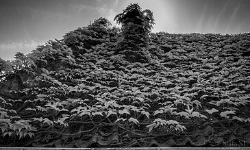 Vine-covered rooftop with sunlight peeking through leaves, capturing a serene and natural scene in black and white.