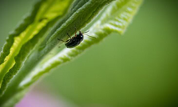 A close-up of a tiny black insect on a green leaf, highlighting detailed textures and natural beauty, perfect for capturing unique moments in nature photography.