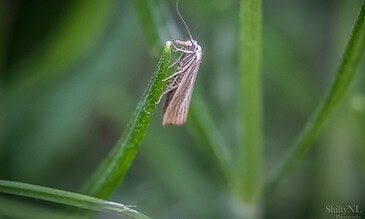 A macro shot of a tiny insect perched on a vibrant green blade of grass, showcasing intricate details of the insect’s body and the lush greenery in the background.