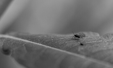 Tiny insect on a textured leaf captured in black and white, highlighting intricate details and natural beauty.