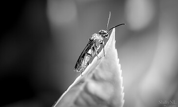 2. Stunning black and white macro shot capturing a tiny insect on a leaf, emphasizing detail, texture, and natural beauty in close-up photography. 1. Macro black and white photo of a small insect perched on a leaf, highlighting intricate details of the insect's body and wings with a blurred background.