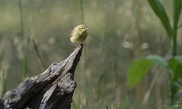 1. Small yellow bird perched on a weathered tree branch in a lush, natural habitat.