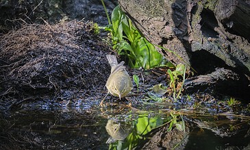 A small bird drinking water from a natural water source with a lush green backdrop, highlighting wildlife and nature photography.