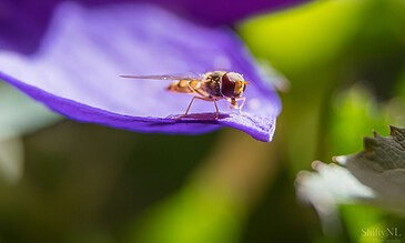 1. Small insect on purple flower petal with vibrant green background, macro photography showcasing nature's detail.