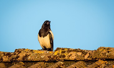 A close-up of a magpie sitting on a weathered rooftop, showing vibrant plumage under bright daylight. A magpie perched on an old, lichen-covered roof against a clear blue sky, capturing a serene moment in nature.