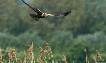 A majestic bird of prey soaring above tall reeds in a lush green wetland landscape, captured in flight with wings fully extended.