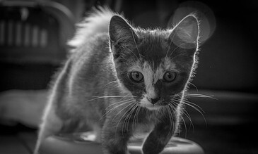 Adorable kitten exploring indoors, detailed close-up shot highlighting its curious eyes and delicate fur in monochrome. A playful kitten walking on a surface, captured in black and white with soft focus and light bokeh effects.