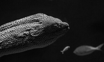 1. Close-up of a leopard gecko with patterned skin against a black background, highlighting detailed textures and scales in monochrome.