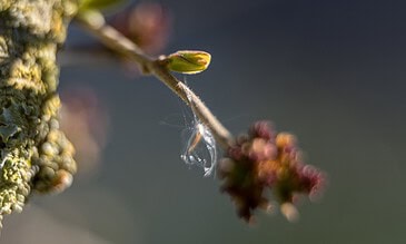 A close-up macro shot of a plant branch with a tiny spider and its web, highlighting intricate nature details and soft natural lighting.