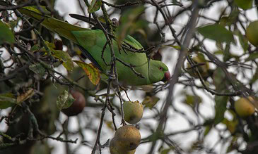 Colorful green parrot perched among tree branches with ripe fruits, showcasing vibrant nature photography.