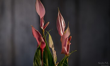 Vibrant pink and green tropical flowers against a dark, blurred background, showcasing detailed close-up photography of exotic floral arrangements.