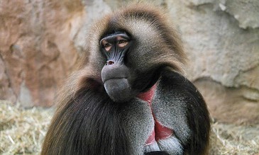 1. Close-up of a majestic silverback gorilla resting with its hand under its chin, showcasing detailed facial features and thick fur in a natural habitat.