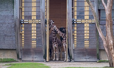 Giraffes in a zoo enclosure, standing together near a wooden structure, showcasing wildlife photography and animal conservation themes.
