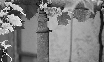 2. A black and white photo of an old metal pipe entwined with grapevine leaves, showcasing a rustic garden aesthetic, captured by ShiftyNL Photography. 1. Rusty metal pipe with grapevine leaves, vintage garden feel, black and white outdoor photography, captured by ShiftyNL Photography.