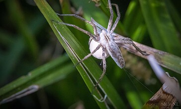 A close-up of a spider with a white egg sac on green grass blades, highlighting intricate details of the arachnid and its environment.