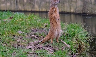 1. Meerkat standing upright on grassy riverbank, alert and attentive, natural wildlife scene, detailed outdoor photography.