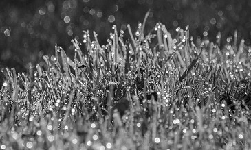 Close-up of dew drops on grass in black and white, emphasizing texture and natural beauty. Dew-covered grass blades in black and white, highlighting intricate textures and natural details.