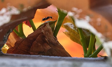 Macro shot of an ant on a leaf during sunset, highlighting intricate details of the insect and plant against a warm, colorful sky. Close-up of an ant on a leaf with a vibrant orange sunset in the background, showcasing macro nature photography.