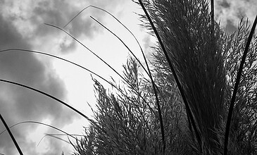 1. Black and white photo of tall grass against cloudy sky, capturing nature’s tranquility in a minimalist style.