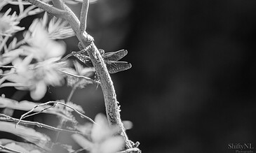 Close-up black and white photograph of a textured plant stem with delicate leaves and flowers, showcasing intricate natural details in monochrome.