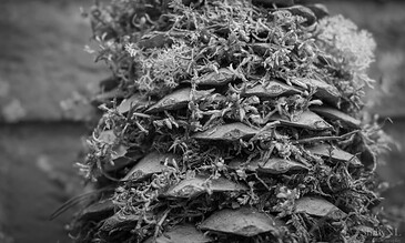 1. Close-up of a pine cone with moss and small plants on a textured wooden surface in black and white.