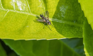 1. Close-up of a tiny fly on a vibrant green leaf, showcasing detailed textures and natural lighting.