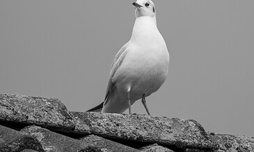 1. Black and white photo of a seagull perched on a textured rooftop, capturing a serene and timeless moment.