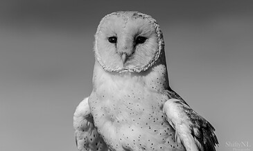 2. Capturing the beauty and elegance of a snowy owl, this black and white photograph highlights its striking features and keen gaze, embodying nature’s artistry. 1. A close-up black and white photo of a majestic snowy owl with piercing eyes, showcasing intricate feather details against a softly blurred background.