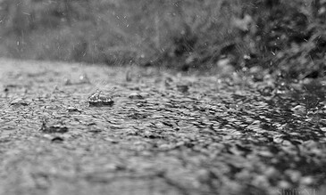 A close-up of raindrops hitting a puddle, creating ripples and splashes on the water surface in black and white.