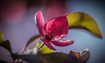 2. Stunning macro photograph capturing the intricate details of a pink flower's petals and stamens with luminous backlighting. 1. Close-up of a delicate pink flower with soft backlighting highlighting the petals and stamens, creating a dreamy and vibrant scene.