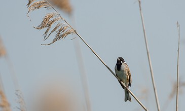 A sparrow perched on a diagonal reed against a clear sky, showcasing nature's simple beauty and peaceful moments captured in wildlife photography.