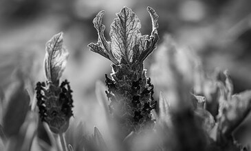 A detailed monochrome photograph capturing the textures and delicate features of a plant's leaves and flowers. Magnificent close-up of a plant with textured leaves and tiny flowers in black and white, showcasing intricate natural details.