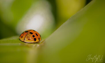 Ladybug on a green leaf in a close-up macro shot, showcasing vibrant orange and black markings with a blurred natural background.