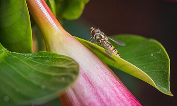 A tiny hoverfly perched on vibrant green leaves and a pinkish-red stem, showcasing detailed macro photography of nature's small wonders.