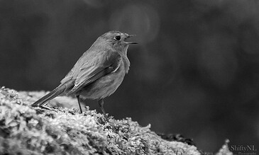 A tiny bird perched on a rough surface, singing or calling with its beak open, in a monochrome style emphasizing details and textures. A black and white photograph capturing a small bird singing on a textured surface with a blurred background, showcasing natural wildlife photography.