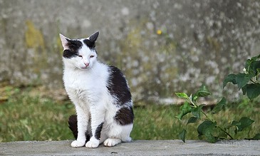 A black and white cat sitting on a concrete ledge outdoors with a blurred background of greenery and a wall.