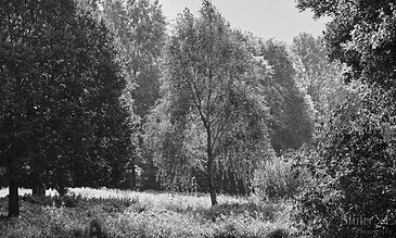 A peaceful black and white landscape featuring tall trees with sunlight filtering through their leaves in a serene forest scene.