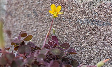 A close-up of a vibrant yellow flower emerging from desert-like purple plants, set against a rough stone wall, showcasing nature's beauty in unexpected places. Bright yellow flower blooming amidst purple foliage against a textured stone wall, capturing a unique moment of nature's resilience.