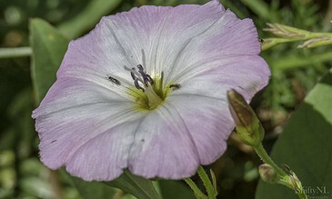 Colorful pink and white flower with tiny insects crawling on it, captured in close-up with lush green background, showcasing nature’s beauty and intricate details.