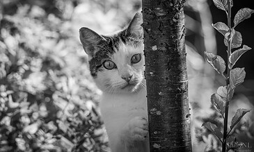 A black and white photograph of a curious cat hiding behind a tree trunk amidst lush greenery. A cat peeking from behind a tree in a natural outdoor setting, surrounded by foliage.