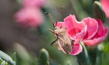 A close-up of a brown insect on a pink flower, showcasing detailed petal textures with blurred green buds around, highlighting macro nature photography.